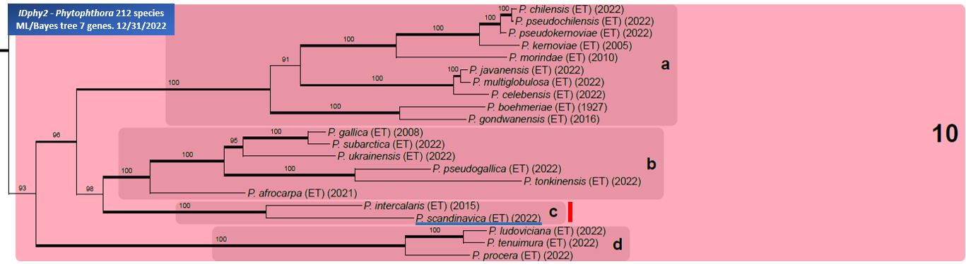    Phytophthora  spp. in subclade 10c:  portion of the seven-loci ML phylogeny featuring the type cultures of 212 described species (by T. Bourret). Notice the position of   P. scandinavica    Ex-type CBS 149204 . Gloria Abad, USDA Samp;T.
